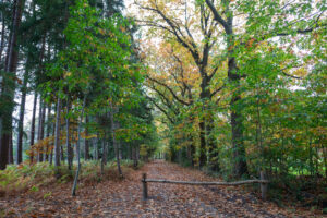 mphf 20251014 nuijten&c0 050